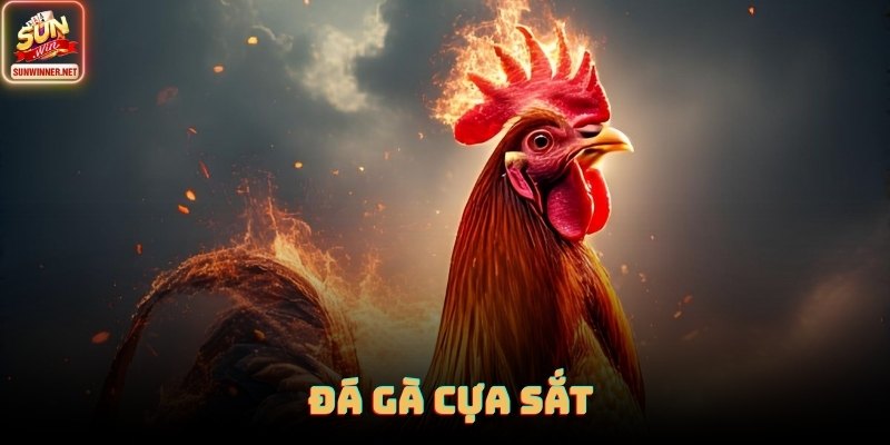Đá Gà Cựa Sắt - Cơ Chế Trận Nhanh, Cách Đọc Phong Độ Tại Sunwin